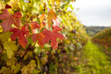 Autumn leaves in vineyard