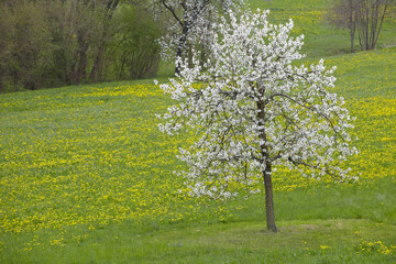 Cherry tree and yellow flowers in Marostica