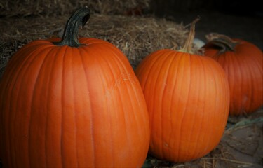 pumpkins on the ground