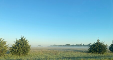 morning in the forest