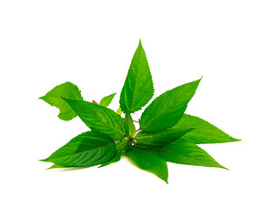 Close-up young branch of Jute mallow or red Egyptian Spinach mulukhiyah leaves isolated on white