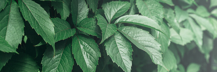 Texture of many fresh beautiful leaves of green wild grape. Natural background. Banner.