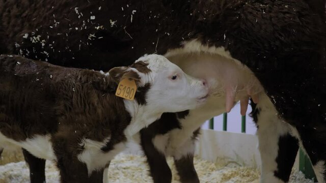 Two cute brown and white calves drinking milk from mother cow udder in stable at agricultural animal exhibition, cattle farm - close up side view. Farming, feeding, suckling, agriculture concept