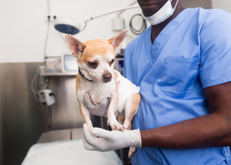 Proffesional man veterinarian holding a small dog in a veterinary clinic
