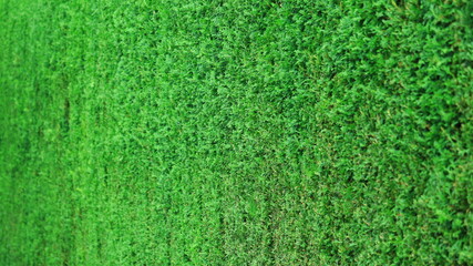Duży zielony żywopłot, równo przycięty  z tui. Big green hedge. - obrazy, fototapety, plakaty