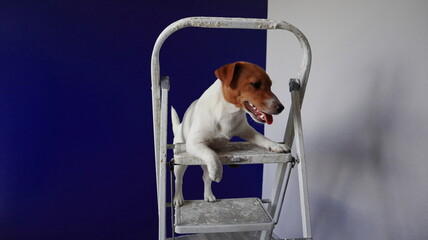 Pies na drabinie, remont mieszkania, malowanie pokoju. Dog foreman. - obrazy, fototapety, plakaty
