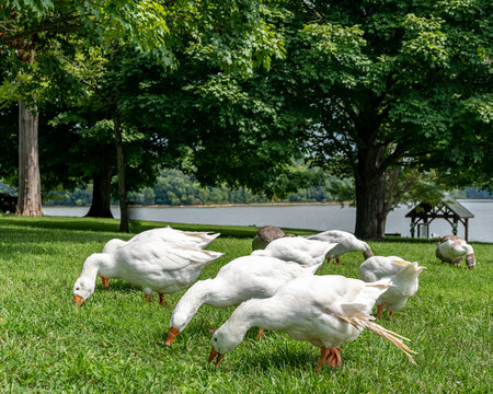 An adorable flock of geese, anser anser, walk across green grass looking for food on a beautiful sunny summer day in Elizabethtown, KY.
