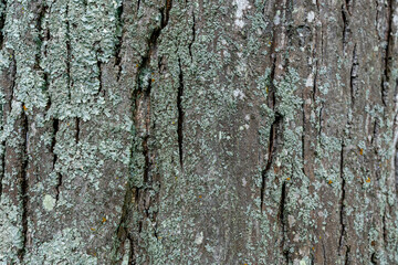 Colorful lichen on a tree