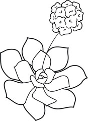 Hinahina Hawaiian flower black and white vector line art illustration