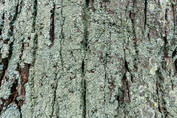 Colorful lichen on a tree