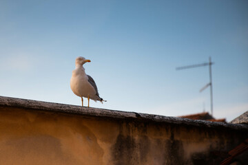 seagull on the roof