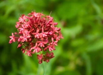 red and white flower