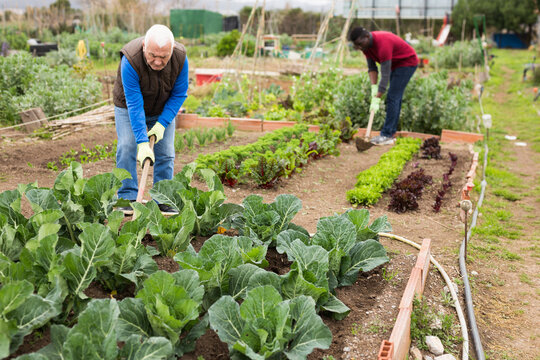 Focused senior man working with hoe in kitchen garden, hoeing soil on vegetable rows..