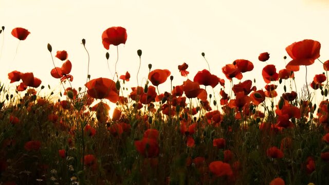 Red poppy flowers blooming in green spring field and swaying from wind. Video in 4K.