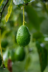 AVOCADO FRUIT