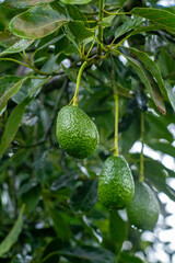 avocados on a tree