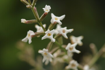close up de rama con flores blancas de cedrón con fondo borroso