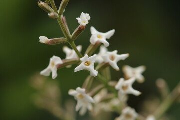 close up de rama de cedrón con fondo borroso