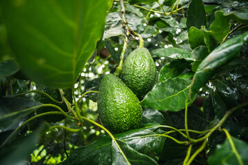 avocado on tree
