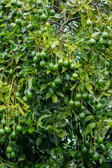multiple avocados on a tree