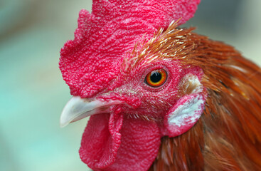 rooster. cock head close-up. domestic bird.