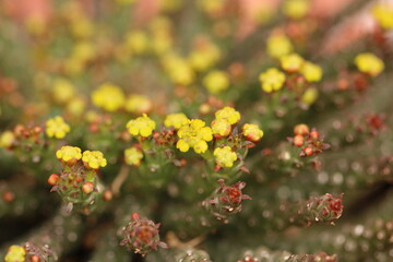 floración de euphorbia caput medusae o cactus cabeza de medusa
