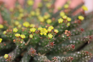 floración de euphorbia caput medusae o cabeza de medusa