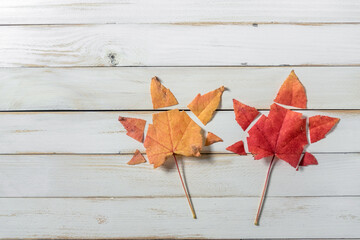 Two autumn maple leaves creatively placed and trimmed on a white wooden background leaving copy space