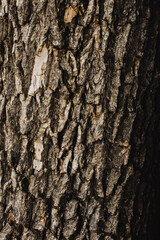 Tronco de Madera
