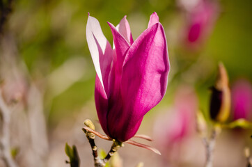 Fototapeta na wymiar close up of a pink magnolia flower
