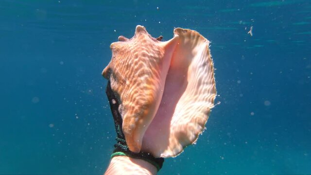Hand of snorkeling man holding huge conch shell underwater. Concept of travel, vocation and adventure 