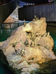 Penguins, New England Aquarium