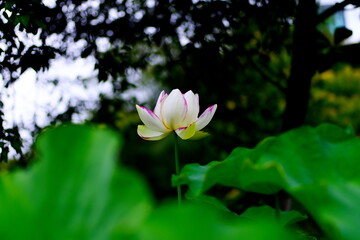 Obraz premium ハスの花