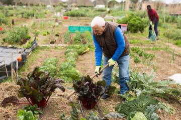 Aged man working soil at his smallholding, hoeing between vegetable seedlings