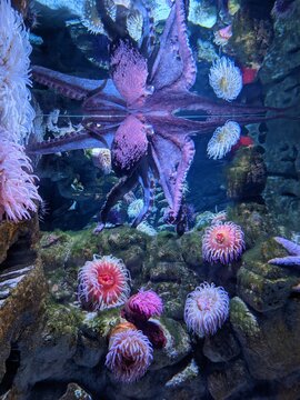 Octopus, New England Aquarium