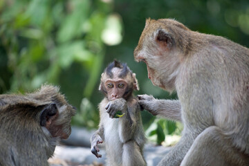 Fototapeta premium 可愛いサル