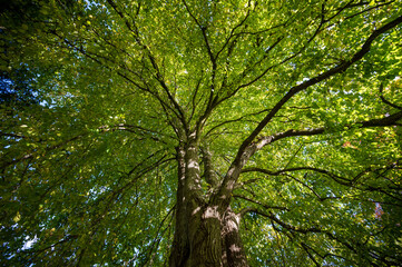 green leaves and sun