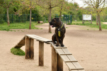Cane Corso standing on a wooden climbing frame for dog training