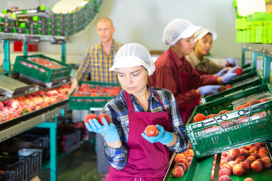 European and Asian employees working at the peach warehouse