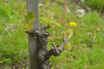 A grapevine has been pruned back to the trunk, which is covered in new spring growth. It leans against a wooden stake. Grasses and dandelions are in the background.