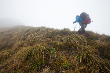 Tramper walking in bad weather on the Southern Crossing route, Tararua Forest Park