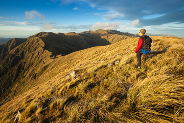 Female tramper standing in tussock in golden light on the Southern Crossing, Tararua Forest Park