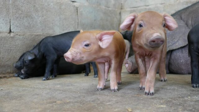 Close up piglets in farm.