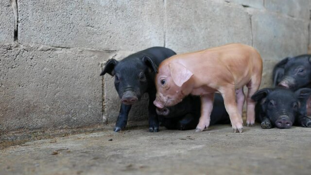 Close up piglets in farm.