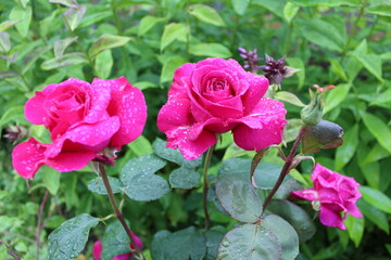 pink roses