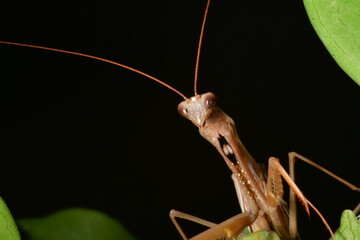 MANTIS RELIGIOSA CLOSE UP