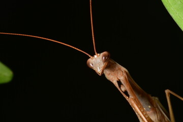 MANTIS RELIGIOSA CLOSE UP