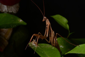 MANTIS RELIGIOSA CLOSE UP