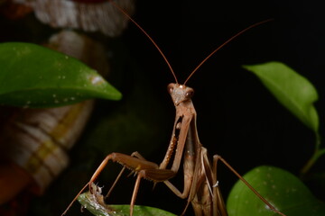 MANTIS RELIGIOSA CLOSE UP