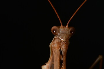 MANTIS RELIGIOSA CLOSE UP